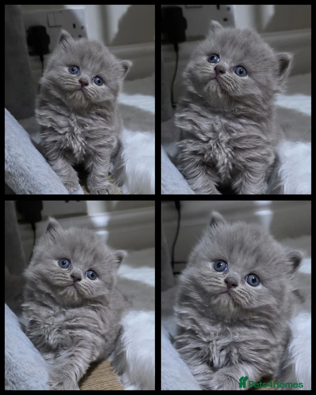 British Shorthair cats for sale: Stunning GCCF British Shorthair & Longhair  - Advert 1