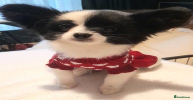 Mixed Breed dogs Adorable chion puppies  - Advert 4