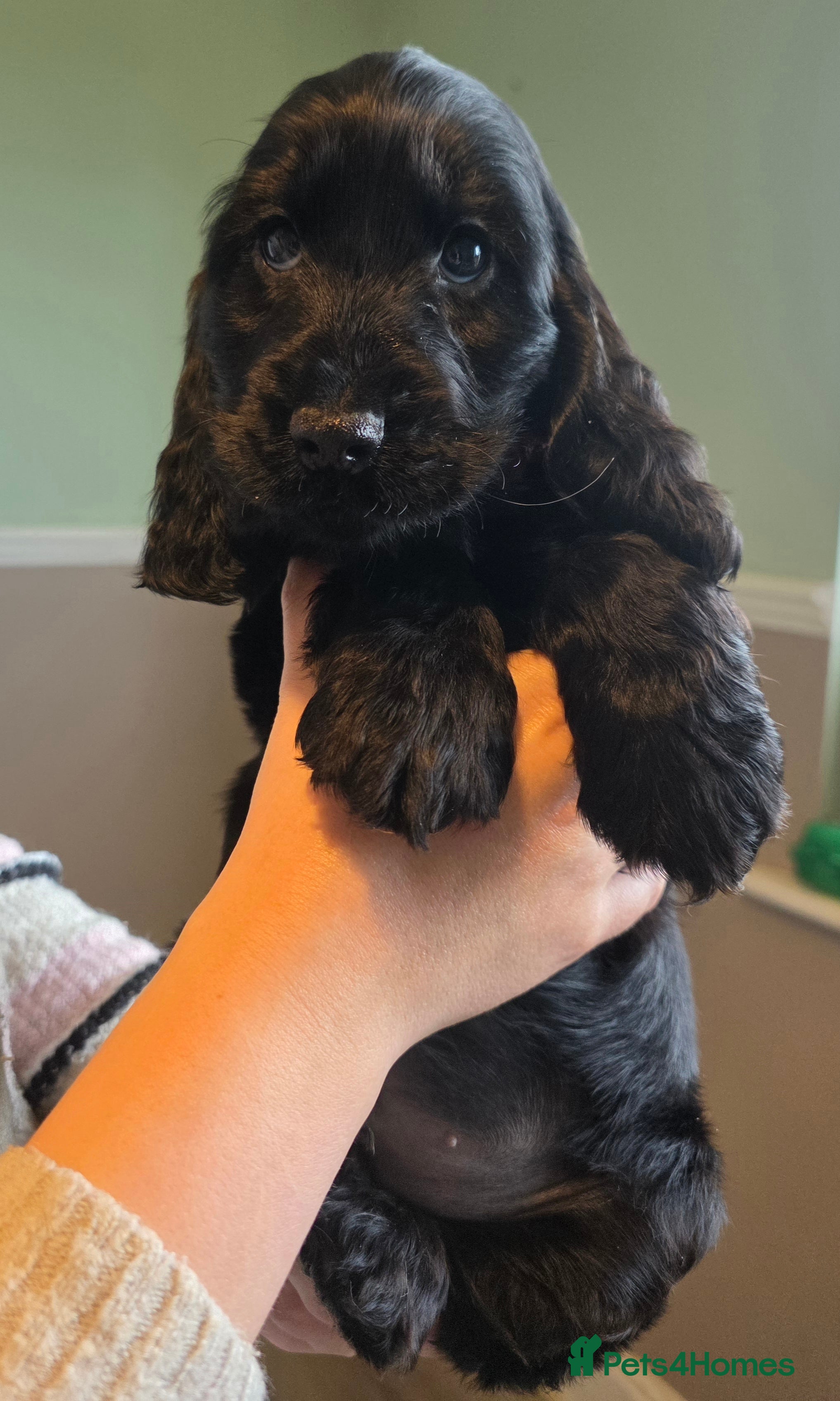 Cocker Spaniel dogs KC Health Tested Show Cocker Spaniel Pups - Advert 3