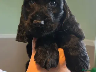 Cocker Spaniel dogs KC Health Tested Show Cocker Spaniel Pups - Advert 3