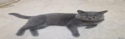 British Shorthair cats for stud: British shorthair for STUD only in Rugby - Advert 3