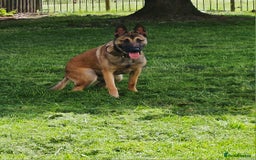 Belgian Shepherd Dog dogs for sale: Belgian mallinos pup - Image 7