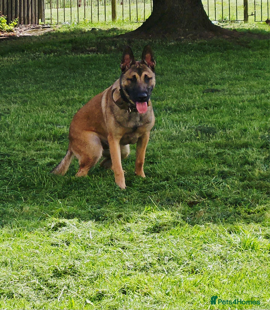 Belgian Shepherd Dog dogs for sale: Belgian mallinos pup - Image 7