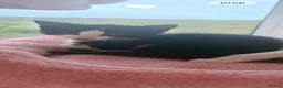 Mixed Breed cats for sale: Beautiful kittens for sale  - Advert 11
