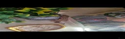 Leopard Gecko reptiles for sale: Leopard gecko - Advert 3