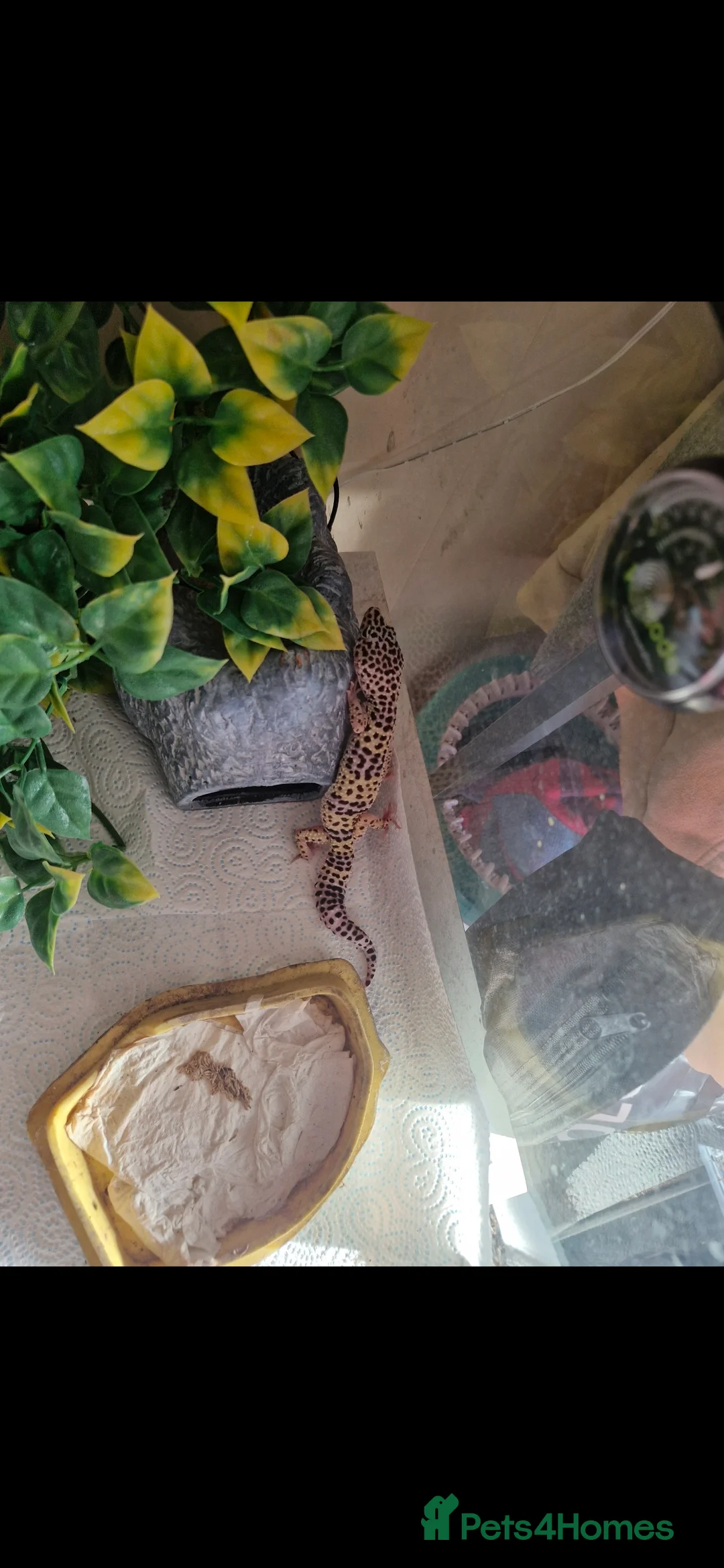 Leopard Gecko reptiles for sale: Leopard gecko - Advert 3