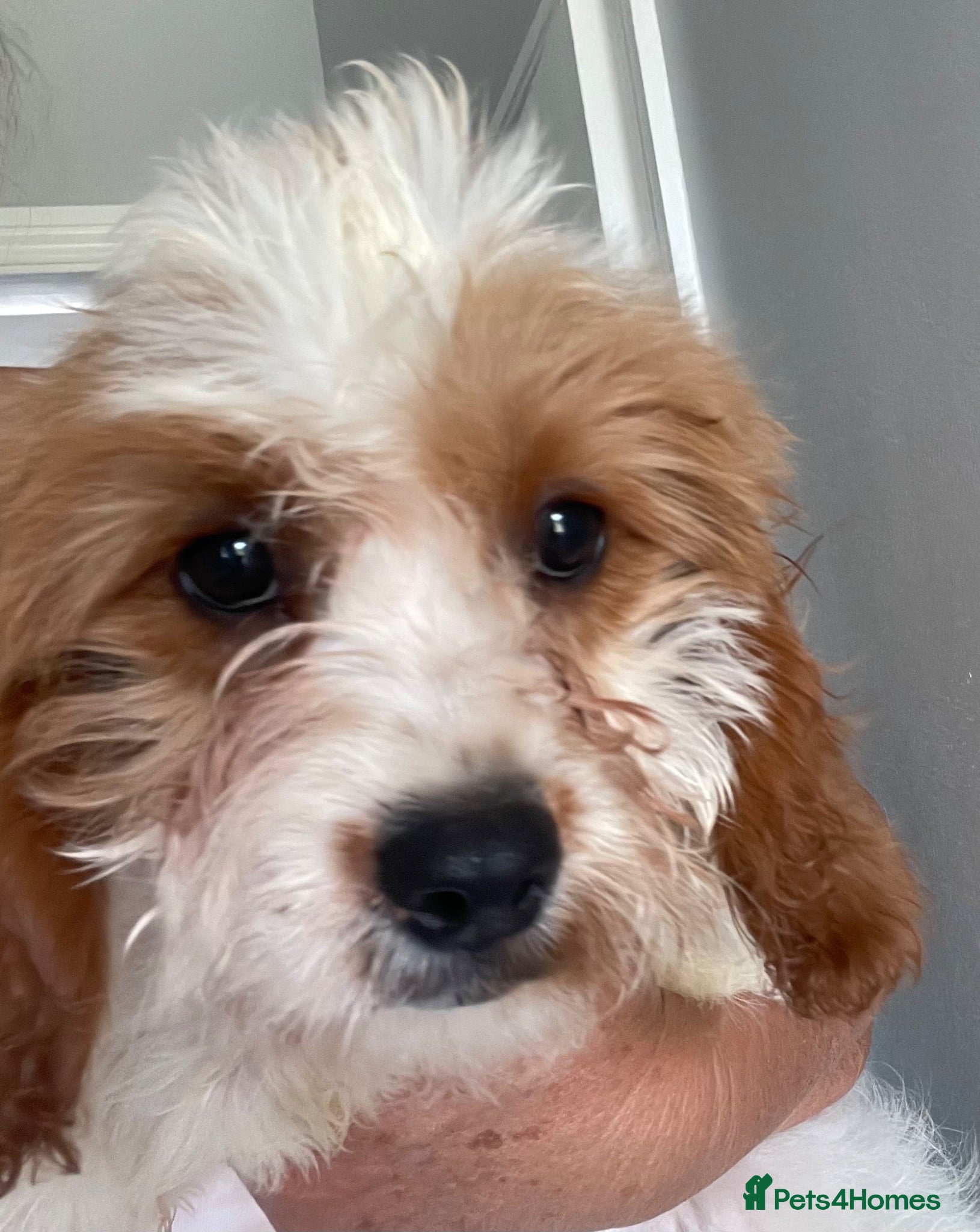 Cavapoo dogs ADORABLE CAVAPOO PUPPIES  - Advert 5