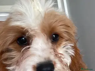 Cavapoo dogs ADORABLE CAVAPOO PUPPIES - Advert 5