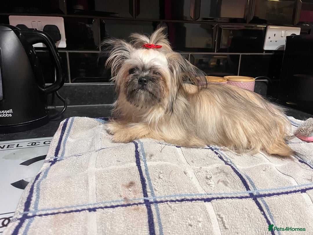 Mixed Breed dogs for sale: Shih Tzu cross Chihuahua - Advert 5
