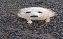 Mixed Breed dogs for sale: Border collie x lurcher  - Image 2