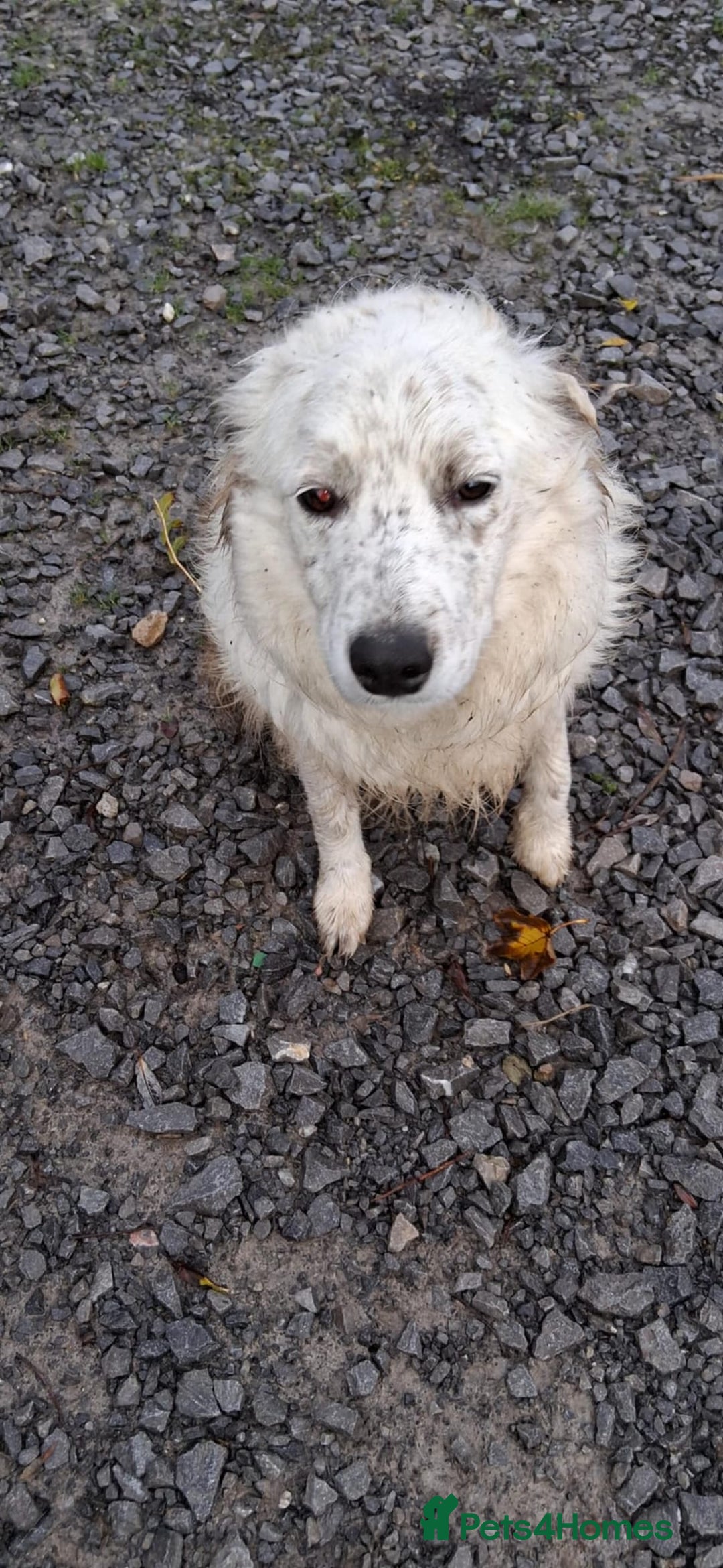 Mixed Breed dogs for sale: Border collie x lurcher  - Image 2