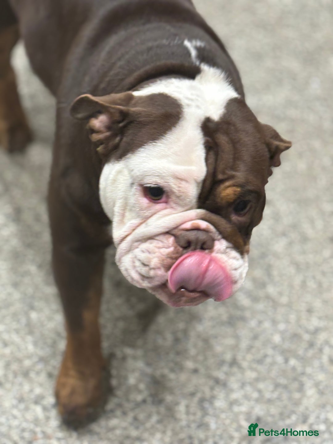 English Bulldog dogs for sale: English bulldog - Female, 3 years old  - Advert 2