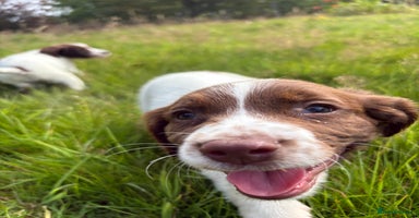 English Springer Spaniel dogs - Advert 11