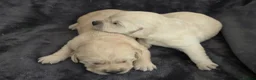 Goldador dogs for sale: 🐾 Beautiful Goldador Puppies Raised with Love 🐶 in Coventry - Advert 23