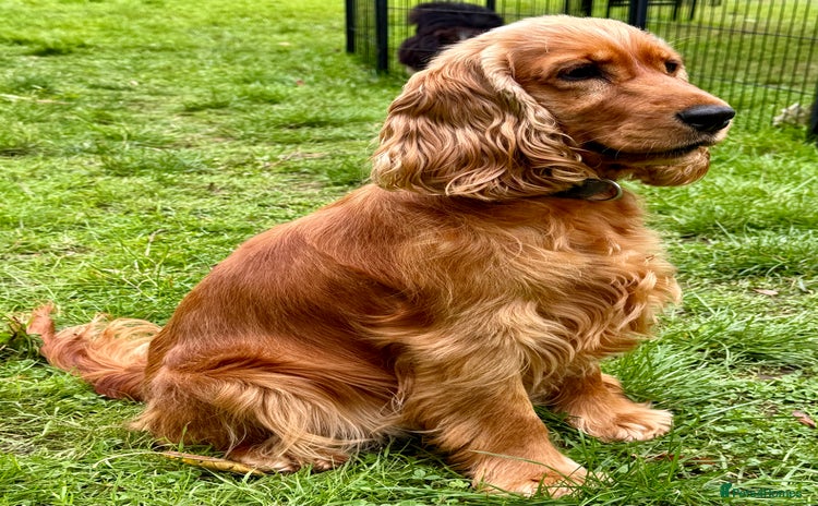 Cocker Spaniel dogs - Advert 1