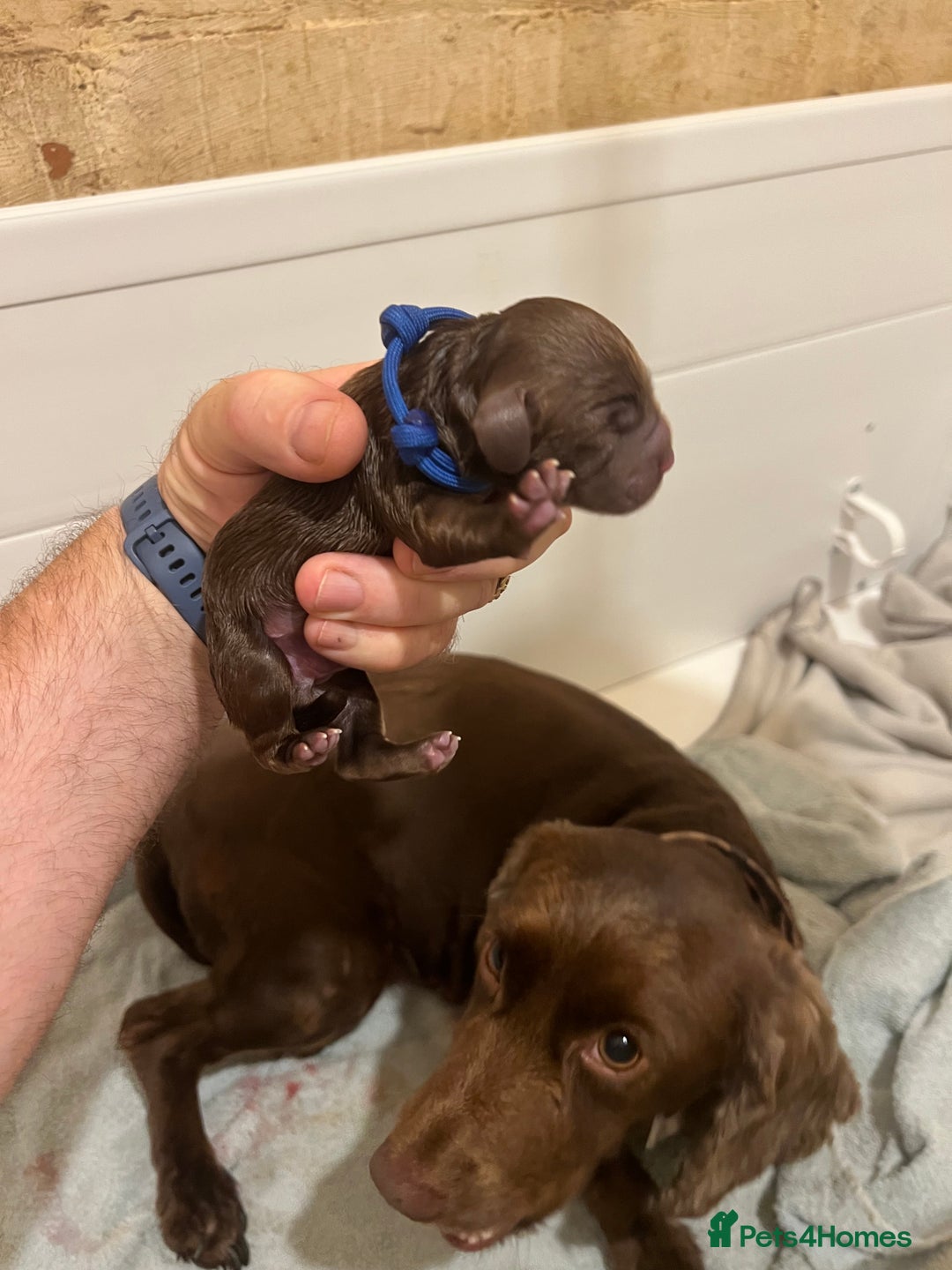 Cockapoo dogs for sale: Stunning Cockapoo female puppy for sale - Image 4