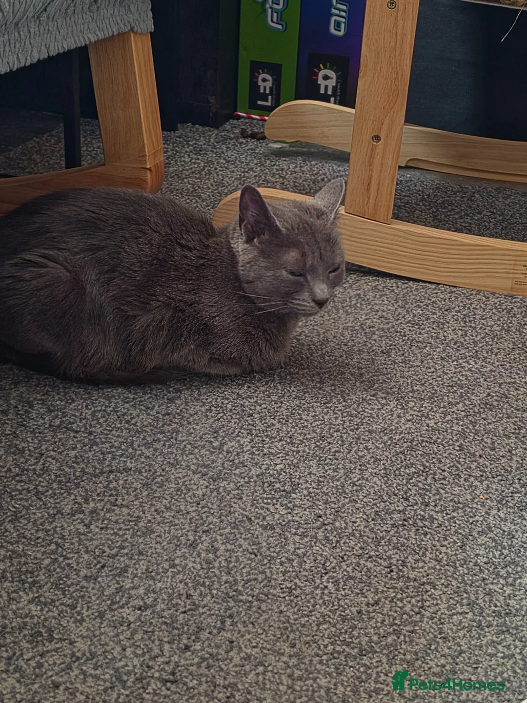 Mixed Breed cats for sale: Kittens ready to leaven - Advert 1
