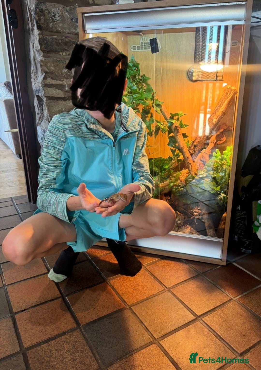 Gecko reptiles for sale: X2 crested geckos - Advert 5