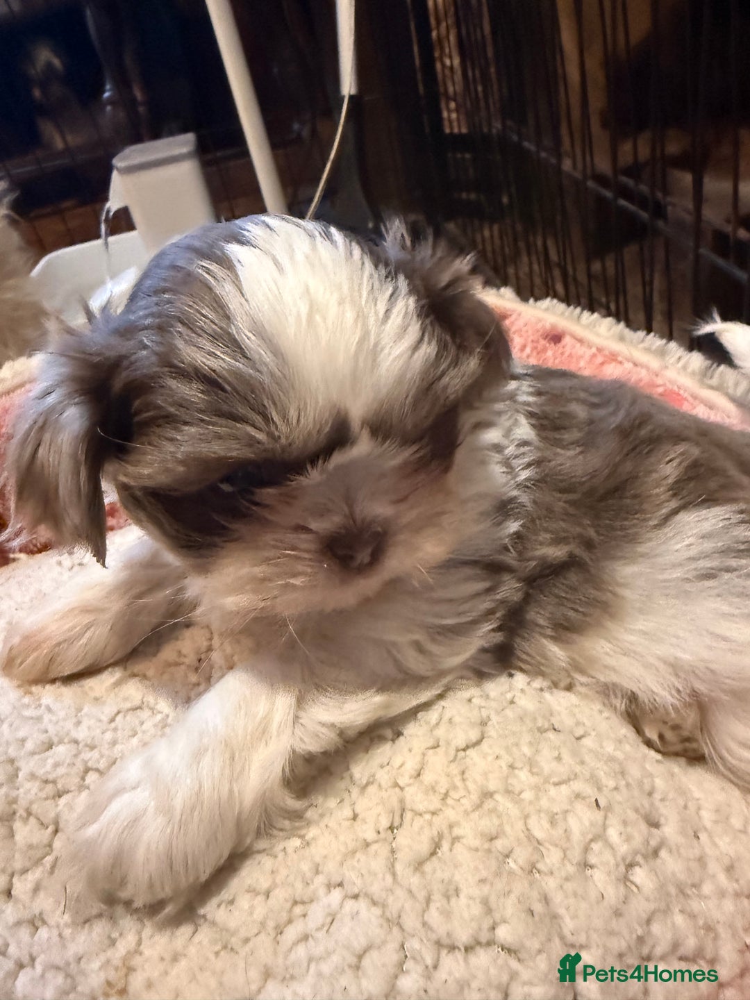 Shih Tzu dogs for sale: READY NOW …Special prices on pups POA  - Advert 34