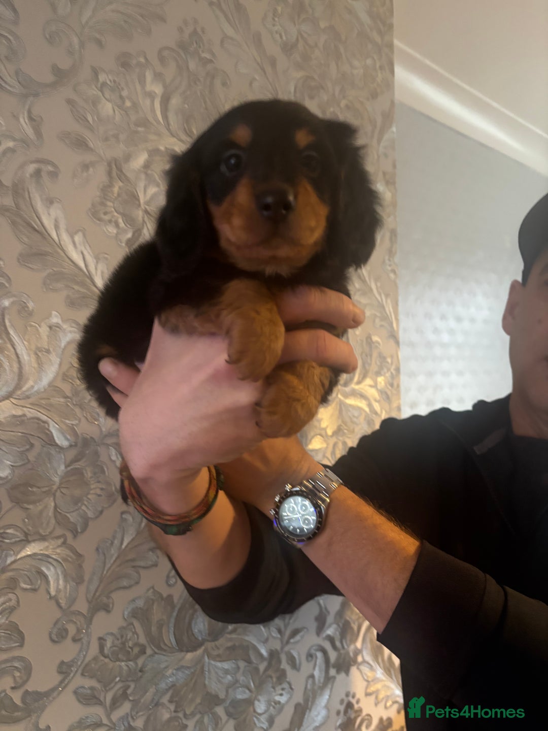 Dachshund dogs for sale: Miniature longhair dachshund puppies kc reg - Advert 15