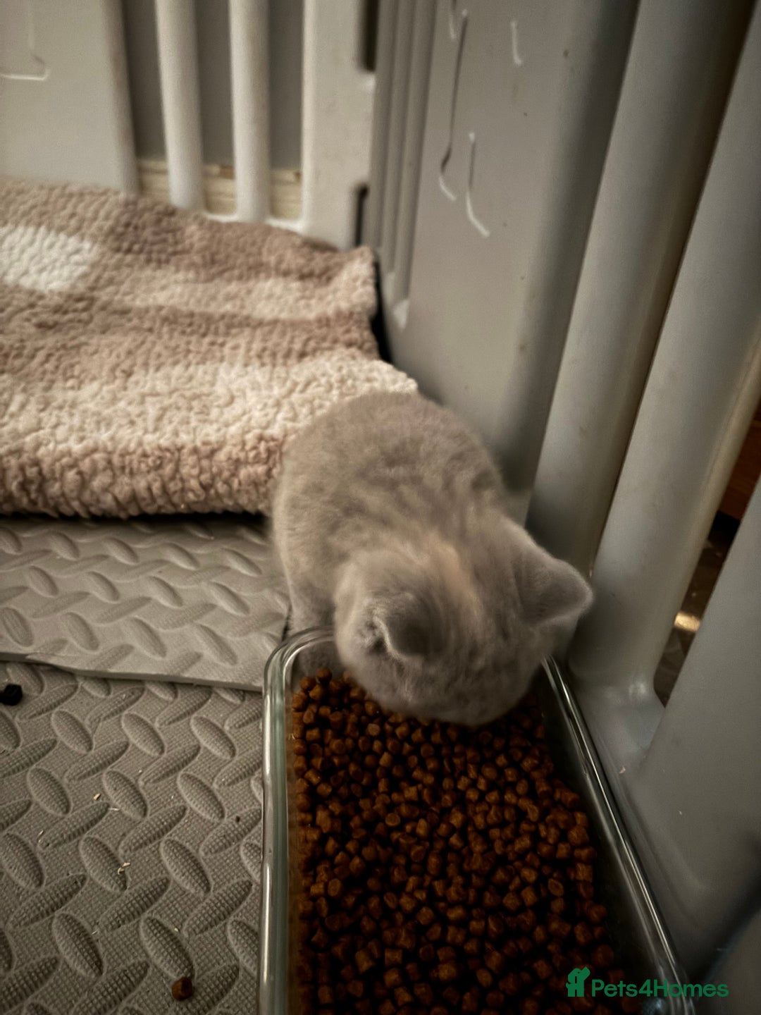 British Shorthair cats for sale: GCCF reg. BSH male and Blue cream girl  - Advert 13
