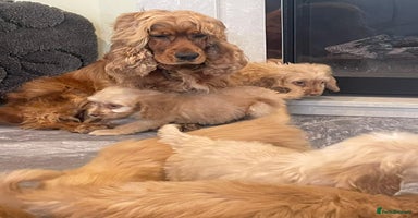 Cockapoo dogs - Advert 11
