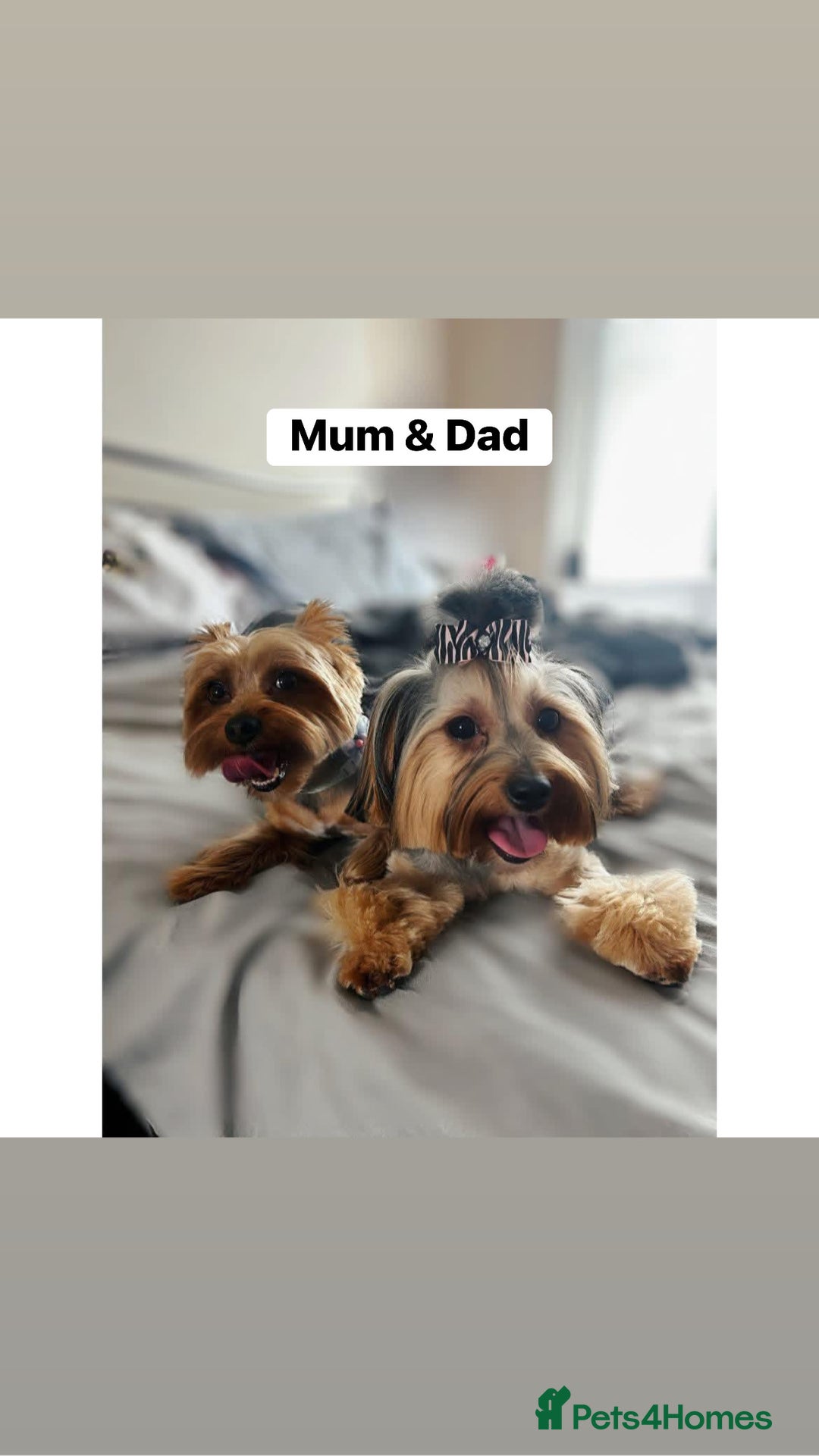 Yorkshire Terrier dogs for sale: Yorkshire Terrier Puppies For Sale - Advert 8