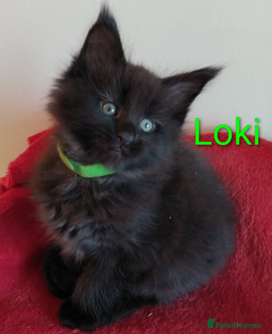 Maine Coon cats for sale: XL beautiful Maine coon gccf kittens for sale  - Image 2