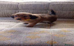 Dachshund dogs for sale: Dachshund  - Image 5