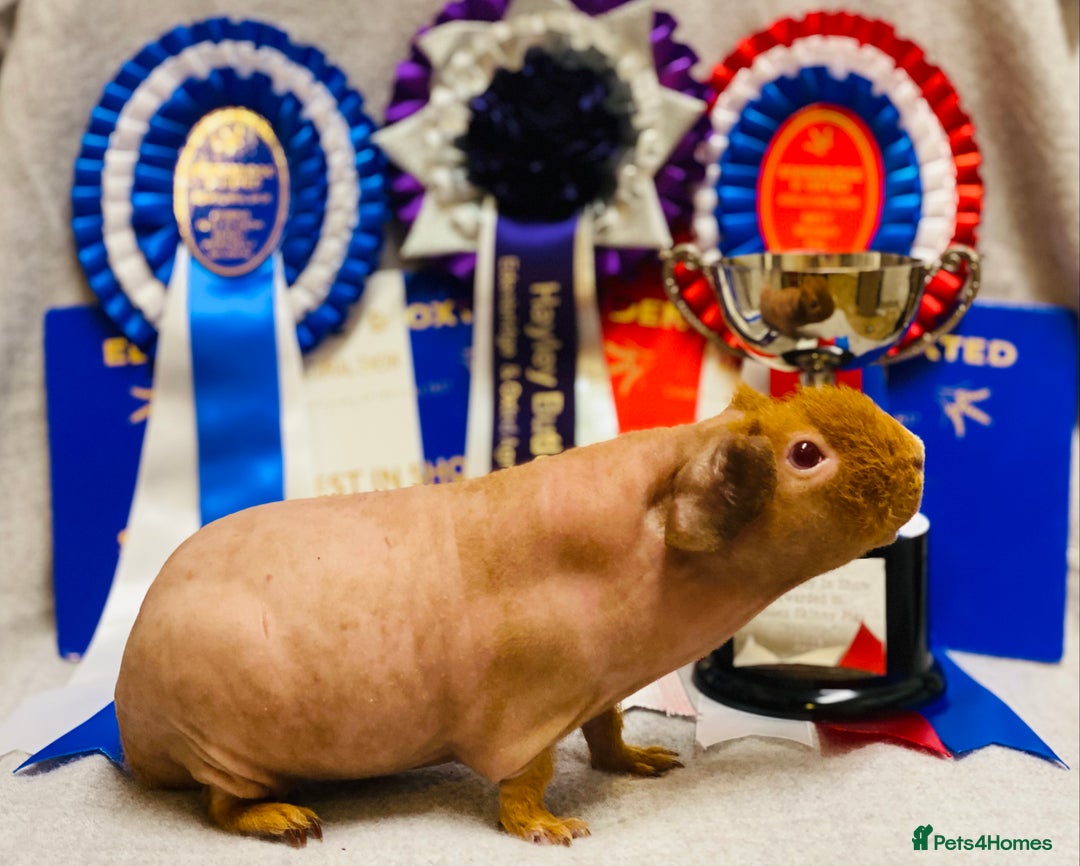 Guinea Pig rodents for sale: Skinny pig baby boy ready to reserve  - Advert 4