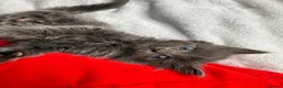 Russian Blue cats for sale: Russian blue x tabby cute kittens  - Advert 8