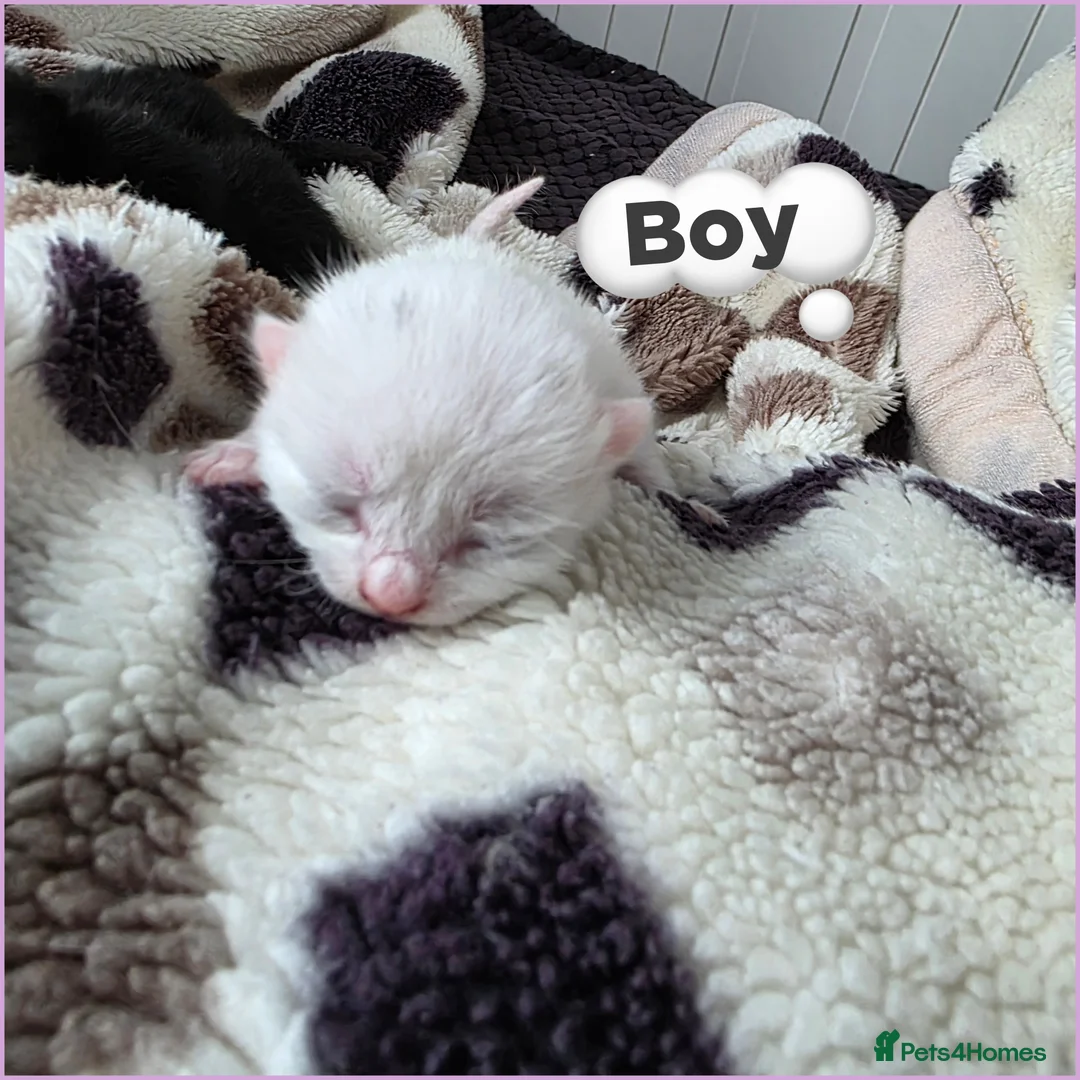 Mixed Breed cats for sale: Kittens😻Ragdoll mom x mixed breed dad😺 - Advert 2