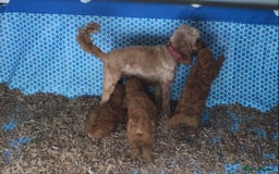 Cockapoo dogs for sale: ADORABLE SMALL MINIATURE F1B COCKAPOO PUPPIES - Image 19