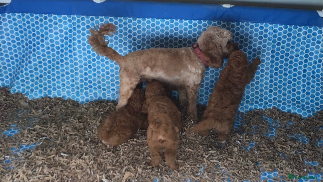 Cockapoo dogs for sale: ADORABLE SMALL MINIATURE F1B COCKAPOO PUPPIES - Image 19