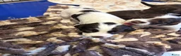 Sprocker dogs for sale: Working sprocker spaniel puppies  - Advert 7