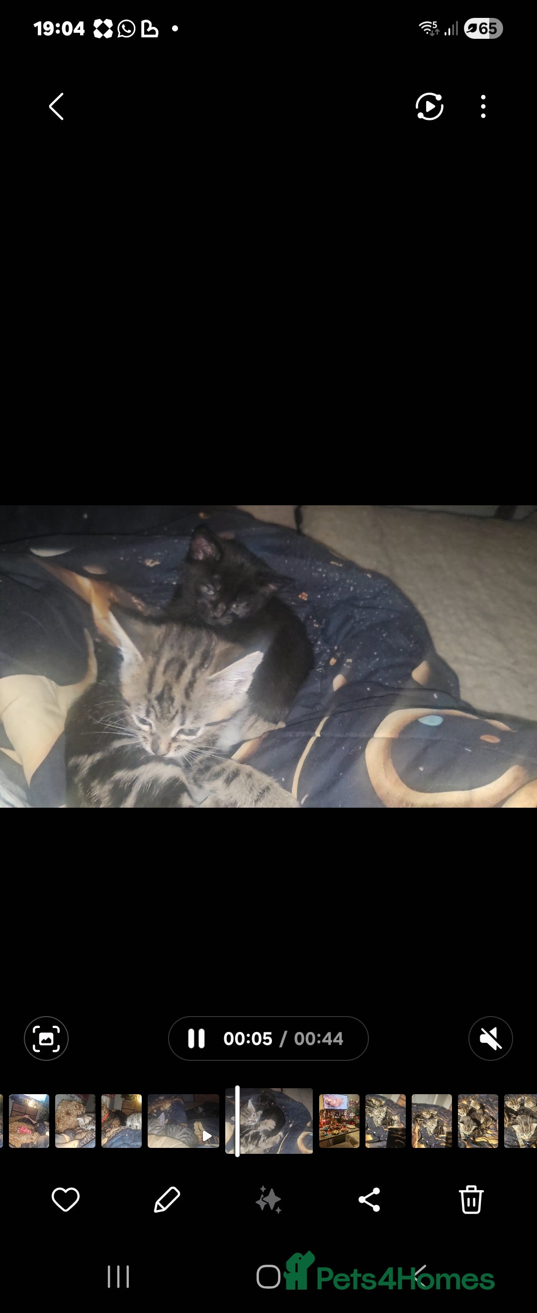 Mixed Breed cats for sale: Mixed breed kittens for sale  - Advert 2