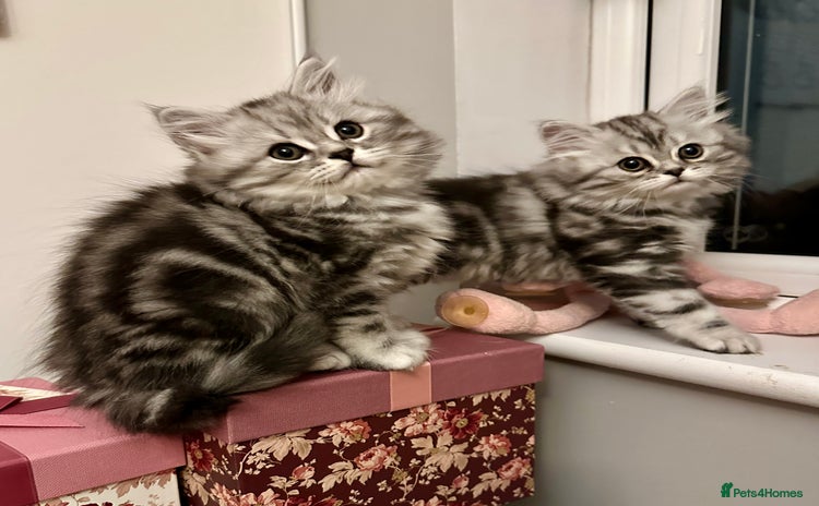 British Longhair cats - Advert 1
