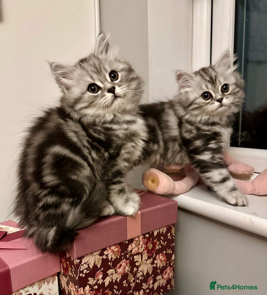 British Longhair cats for sale: Silver tabby British Longhair pedigree registered  - Image 1