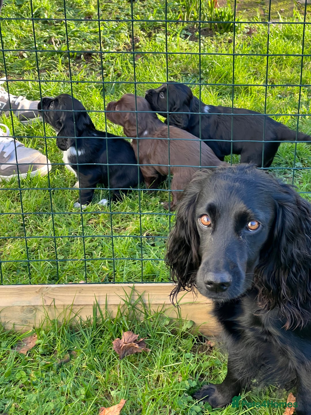 Cocker Spaniel dogs for sale: Working Cocker spaniel  - Advert 4