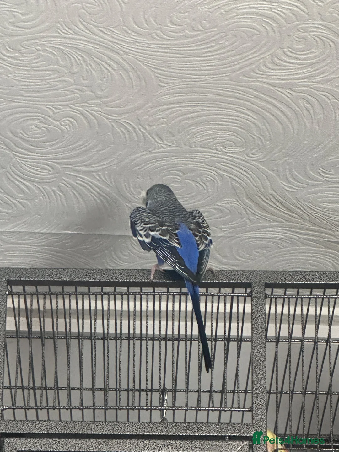 Budgerigars birds for sale: Male semi tame budgie 3 years old  - Advert 2