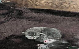 Maine Coon cats for sale: Maine coon kittens  - Image 7