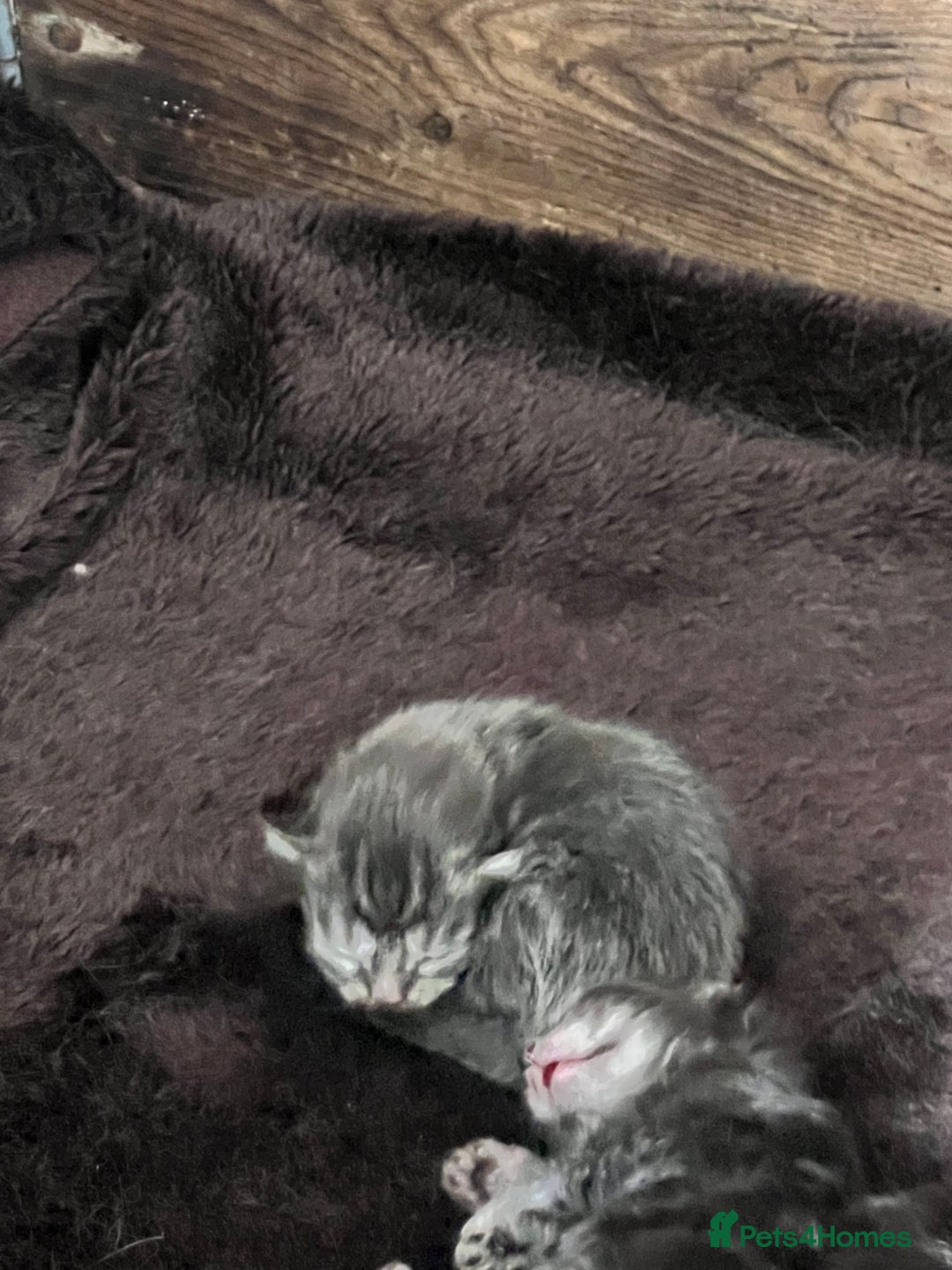 Maine Coon cats for sale: Maine coon kittens  - Image 7