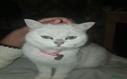 British Shorthair cats for sale: TICA REG silver tipped bsh - Image 7