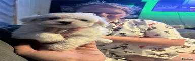 Maltese 3