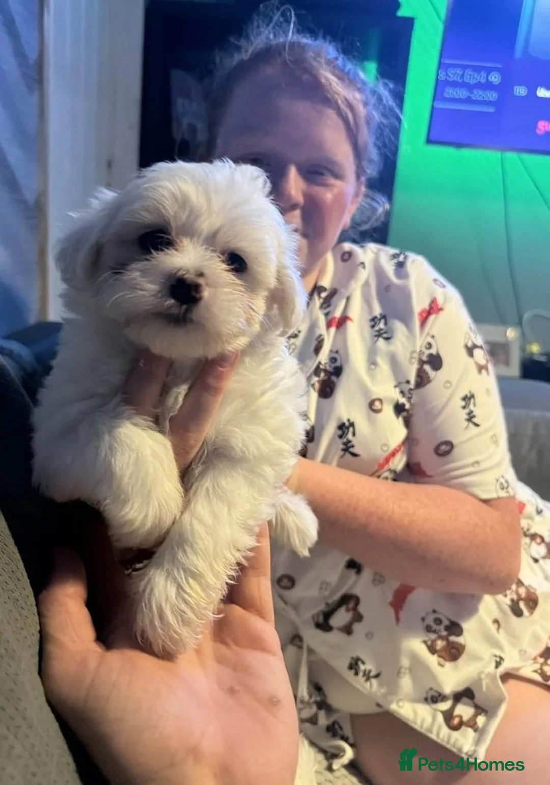 Maltese dogs for sale: Little Snowflakes with Personalities of Their Own in Lincoln - Advert 5