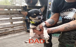 Chihuahua dogs for sale: Chihuahua 2 boys pups - Image 17