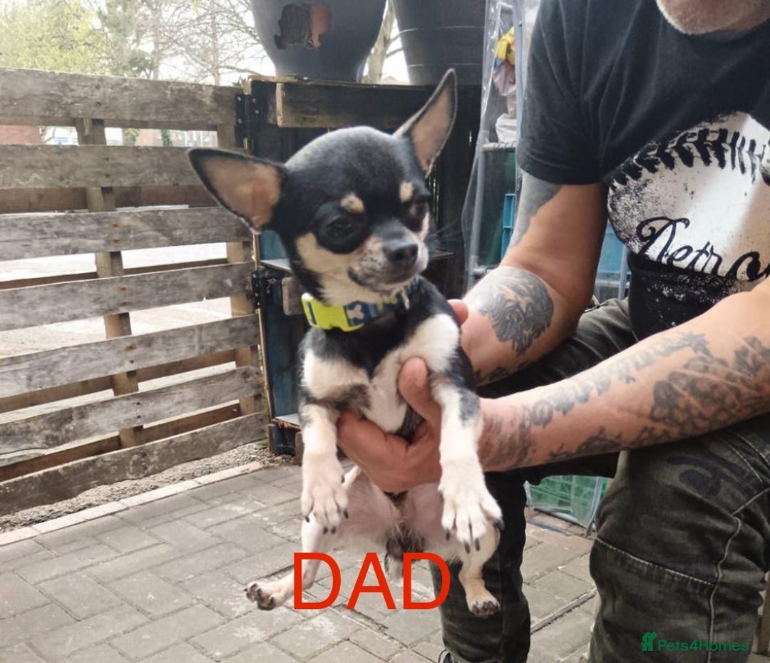 Chihuahua dogs for sale: Chihuahua 2 boys pups - Image 17