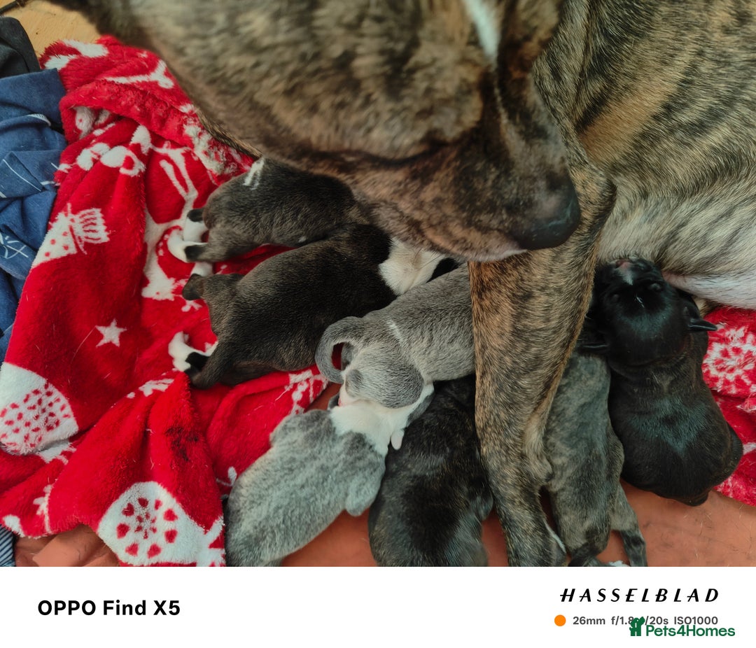 Staffordshire Bull Terrier dogs for sale: Beautiful female Staffordshire bull terrier puppy  - Advert 4