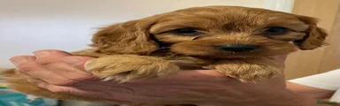Cavapoo 3