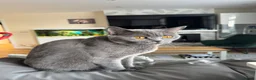 British Shorthair cats for sale: Lovely british shorthair kittens ready for home - Advert 1